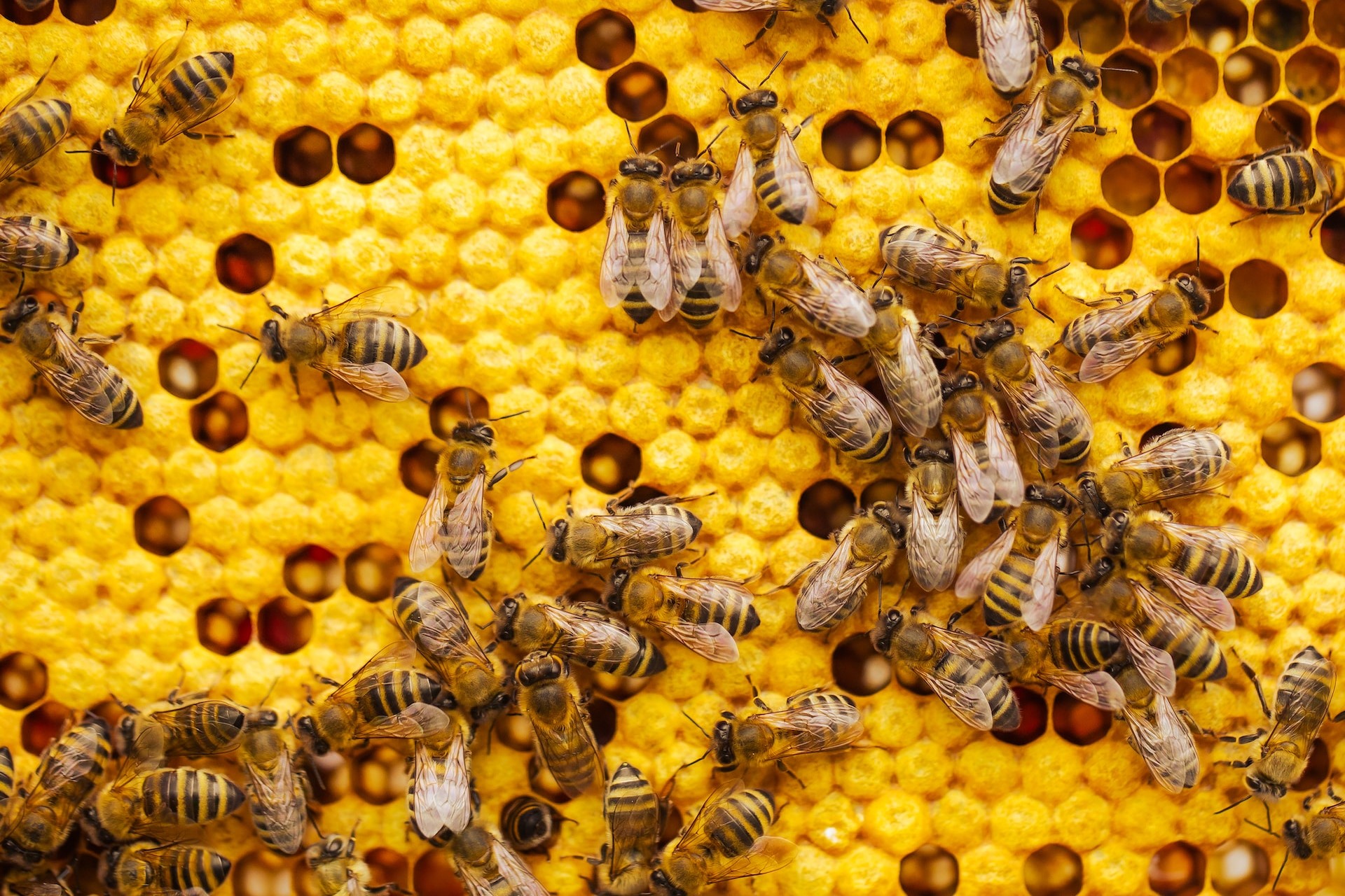 Honeybees on their hive.