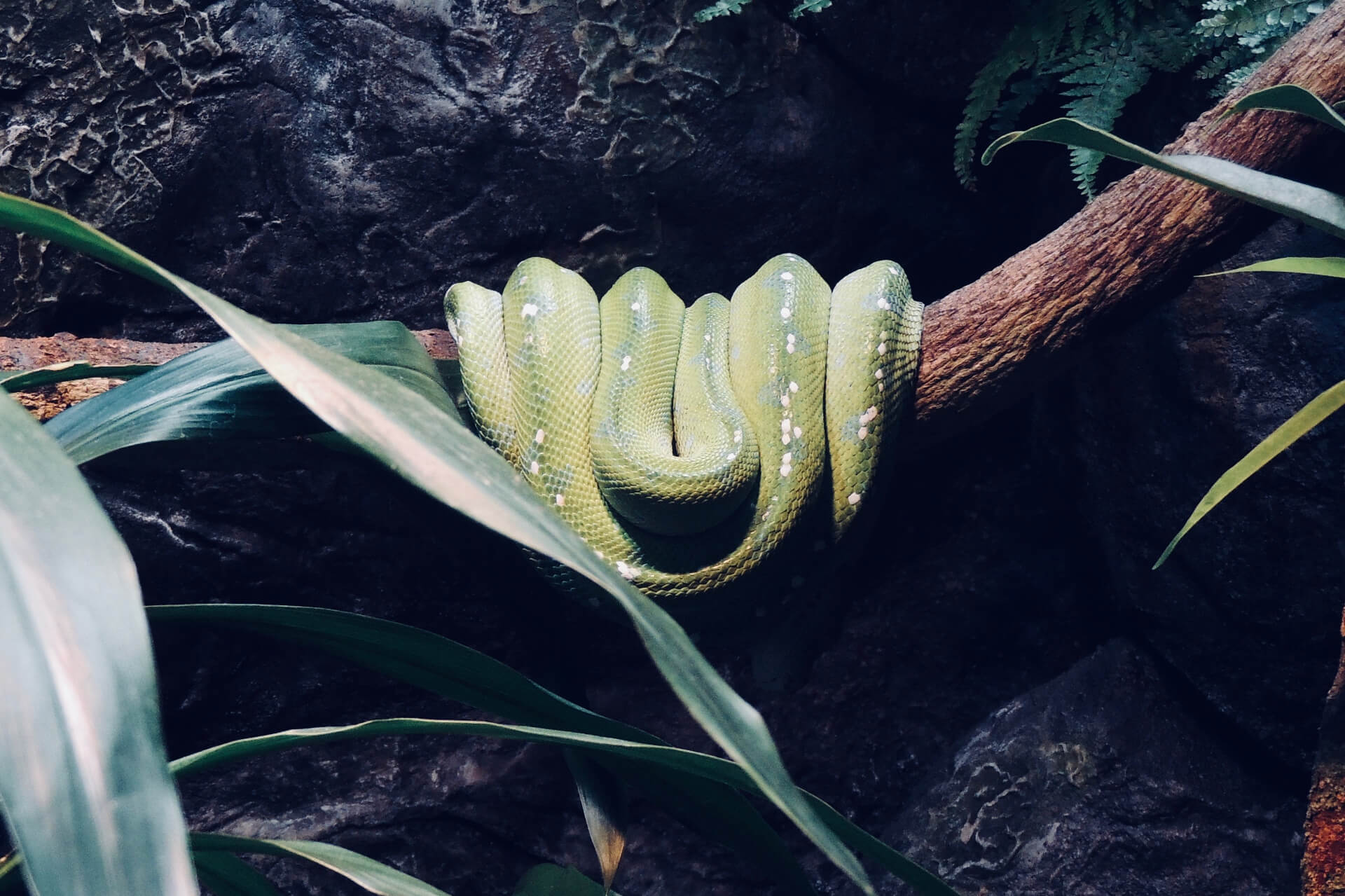 snake at australia zoo