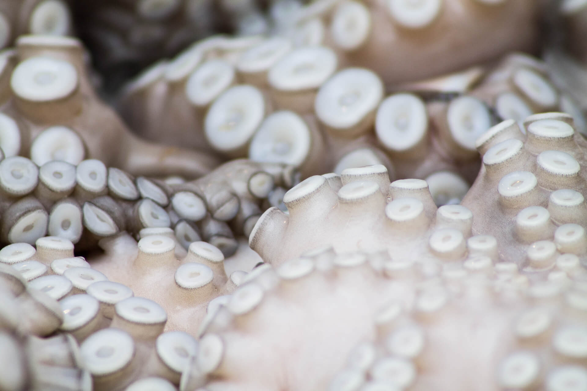 squid tentacles close up