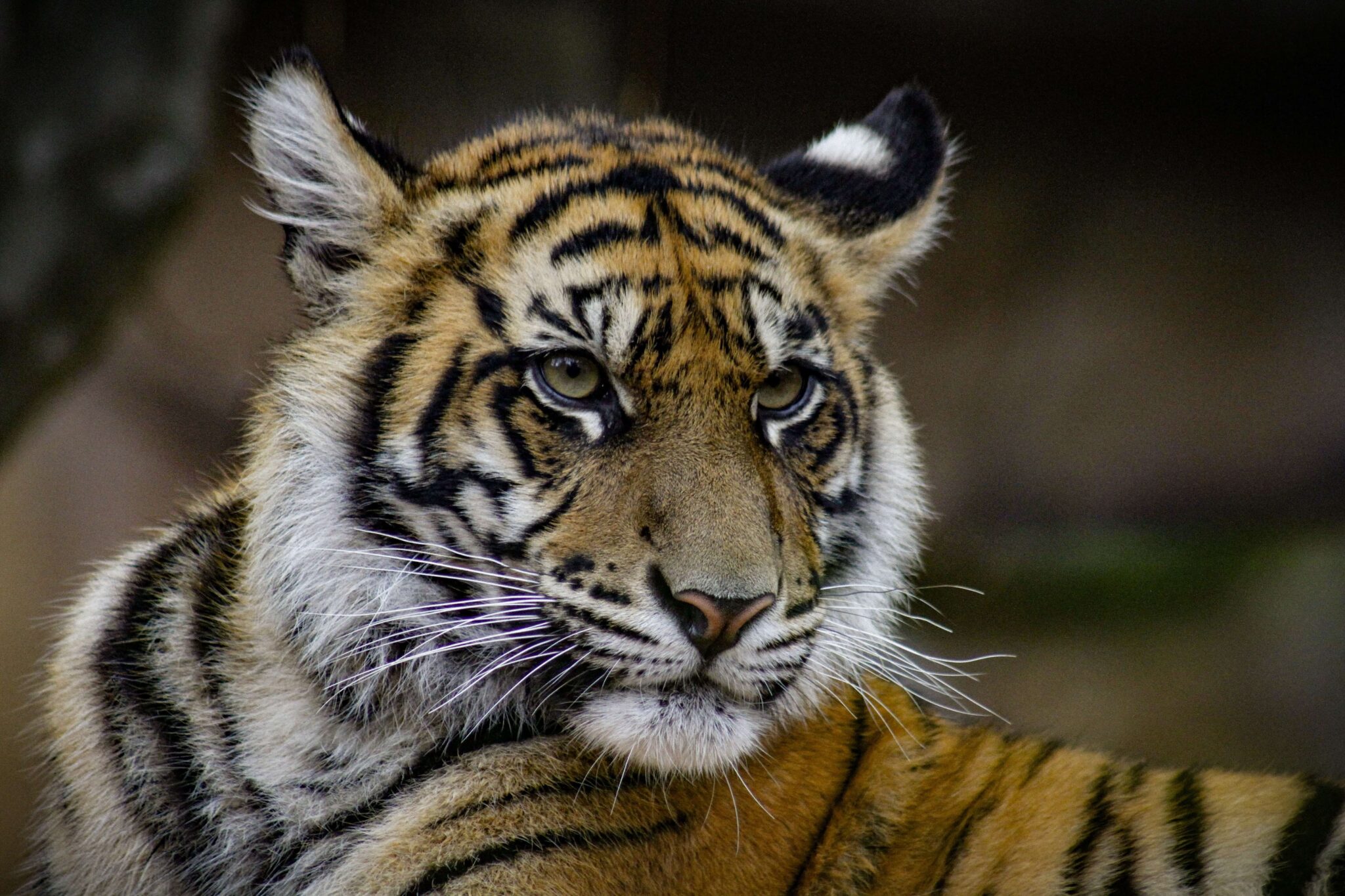 steve irwin zoo from brisbane