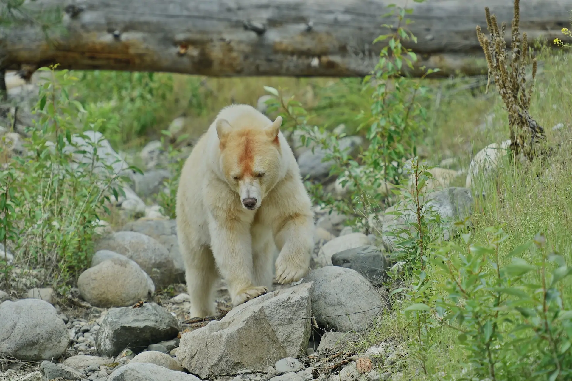 Animal Facts: Kermode (spirit) bear