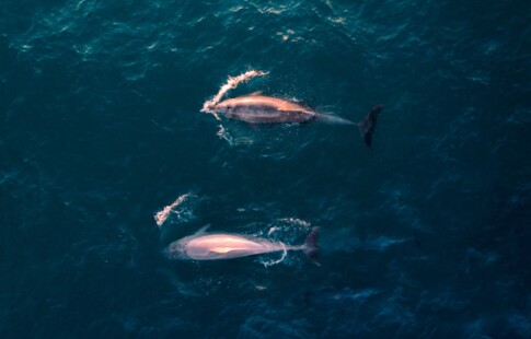 Pink Dolphins Swimming
