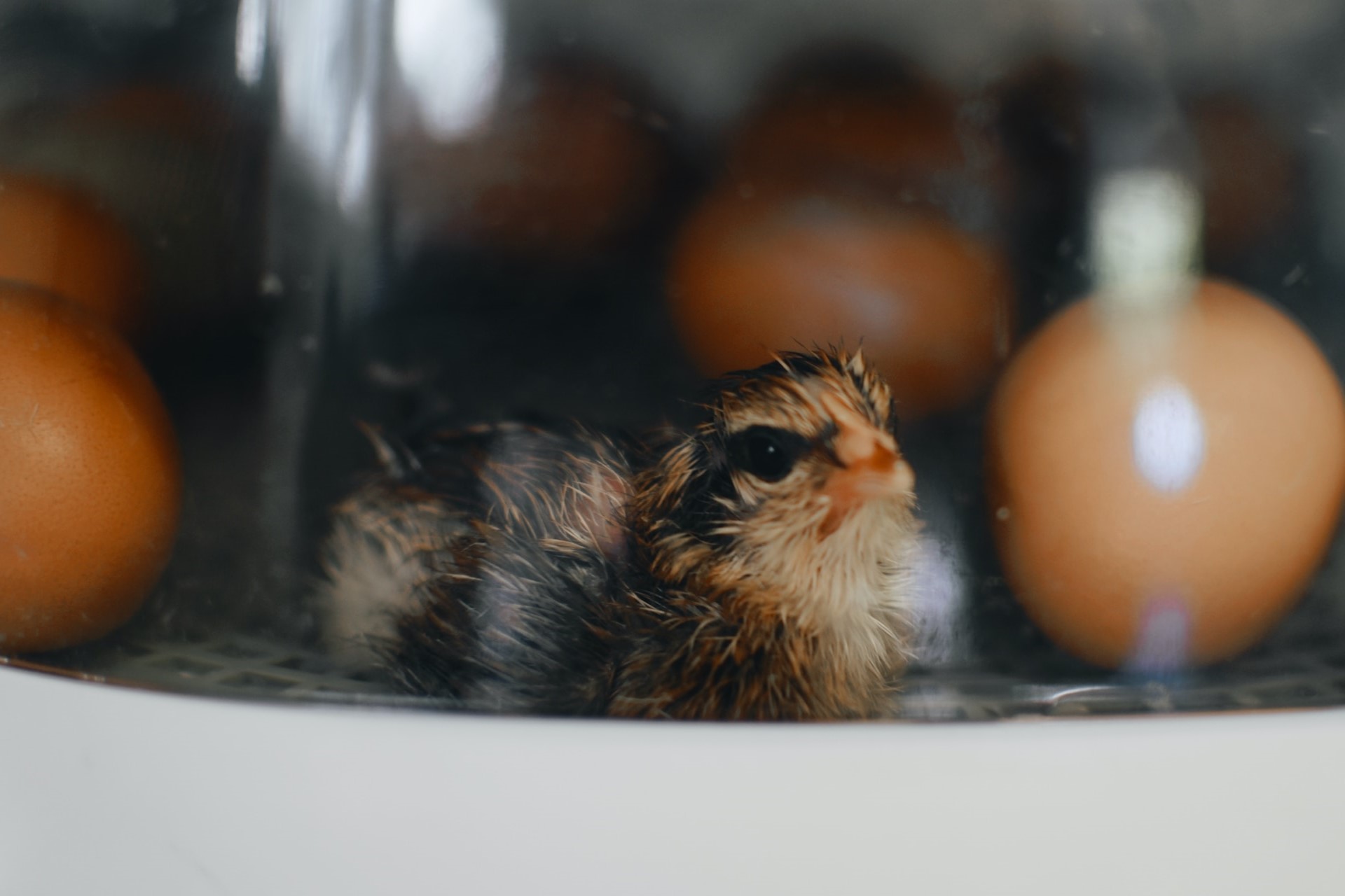 A freshly-hatched chick in an incubator.