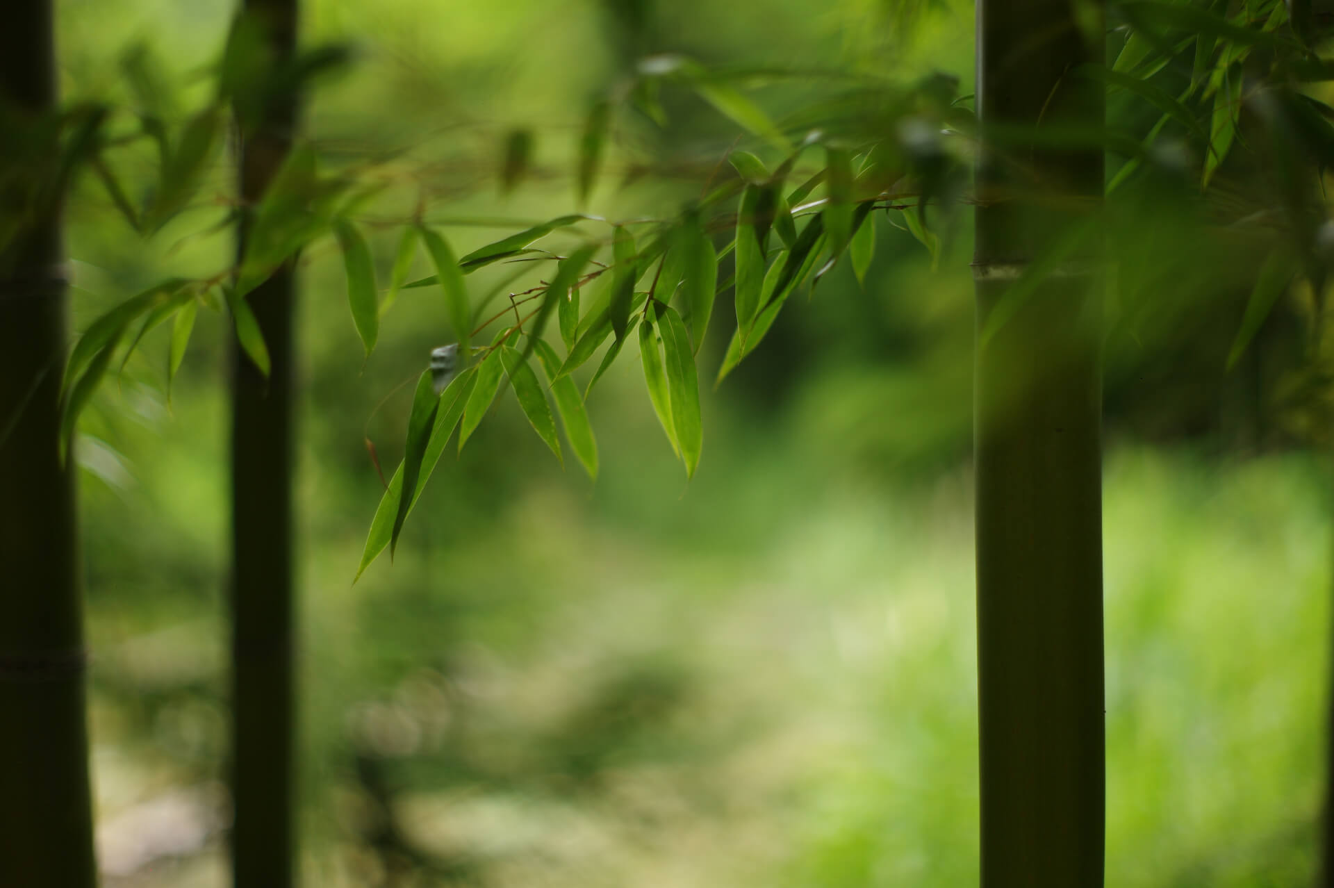 close up of bamboo leaves and stalks