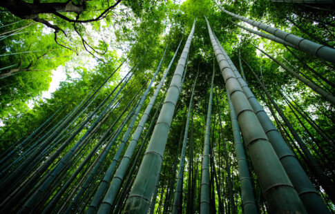 looking up at bamboo stalks