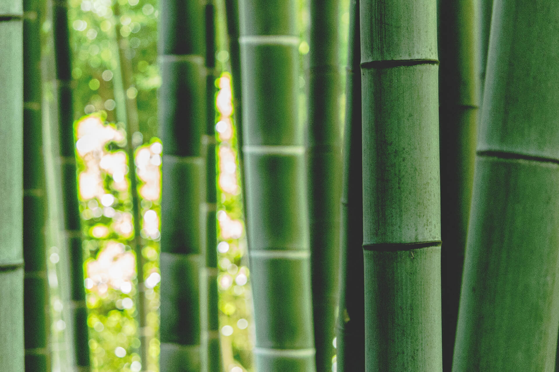 bamboo stalks close up