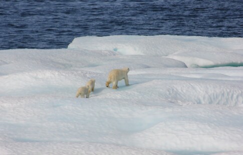 Polar bears wandering a small ice sheet
