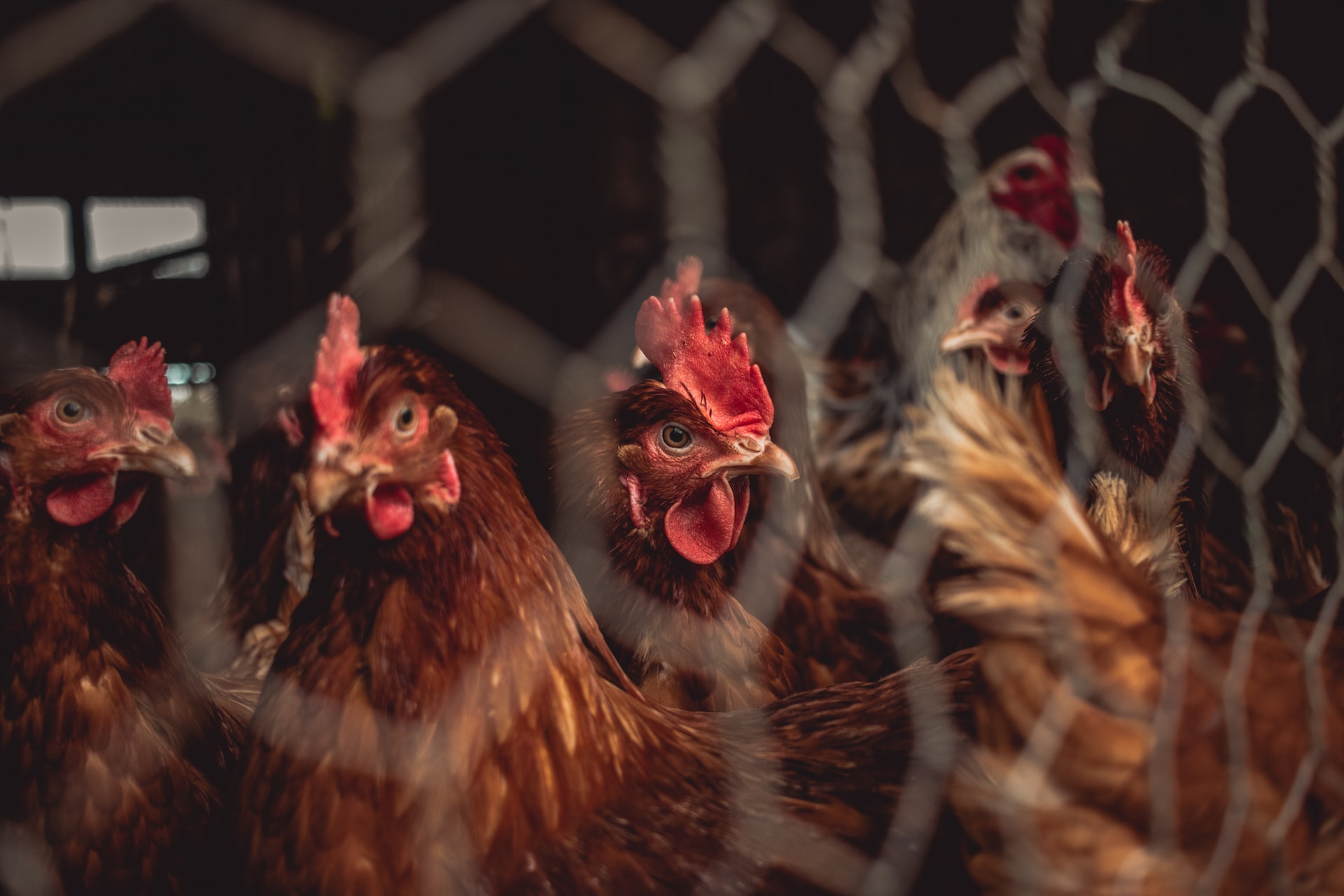 Chickens inside a cage at a poultry farm
