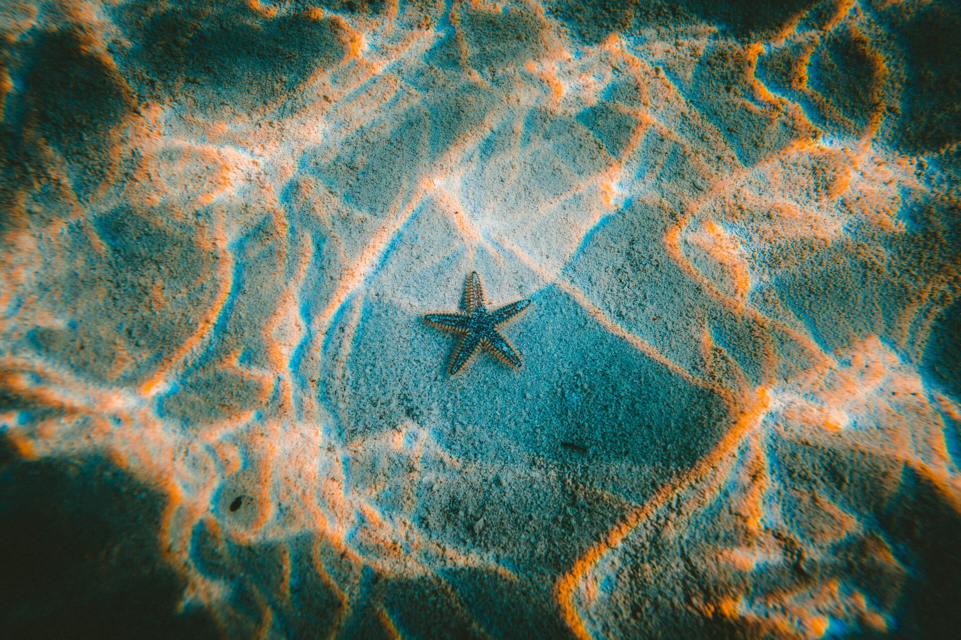 starfish on ocean floor
