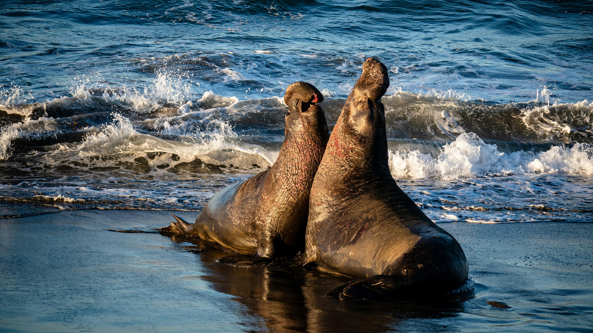 elephant seals near ocean waves