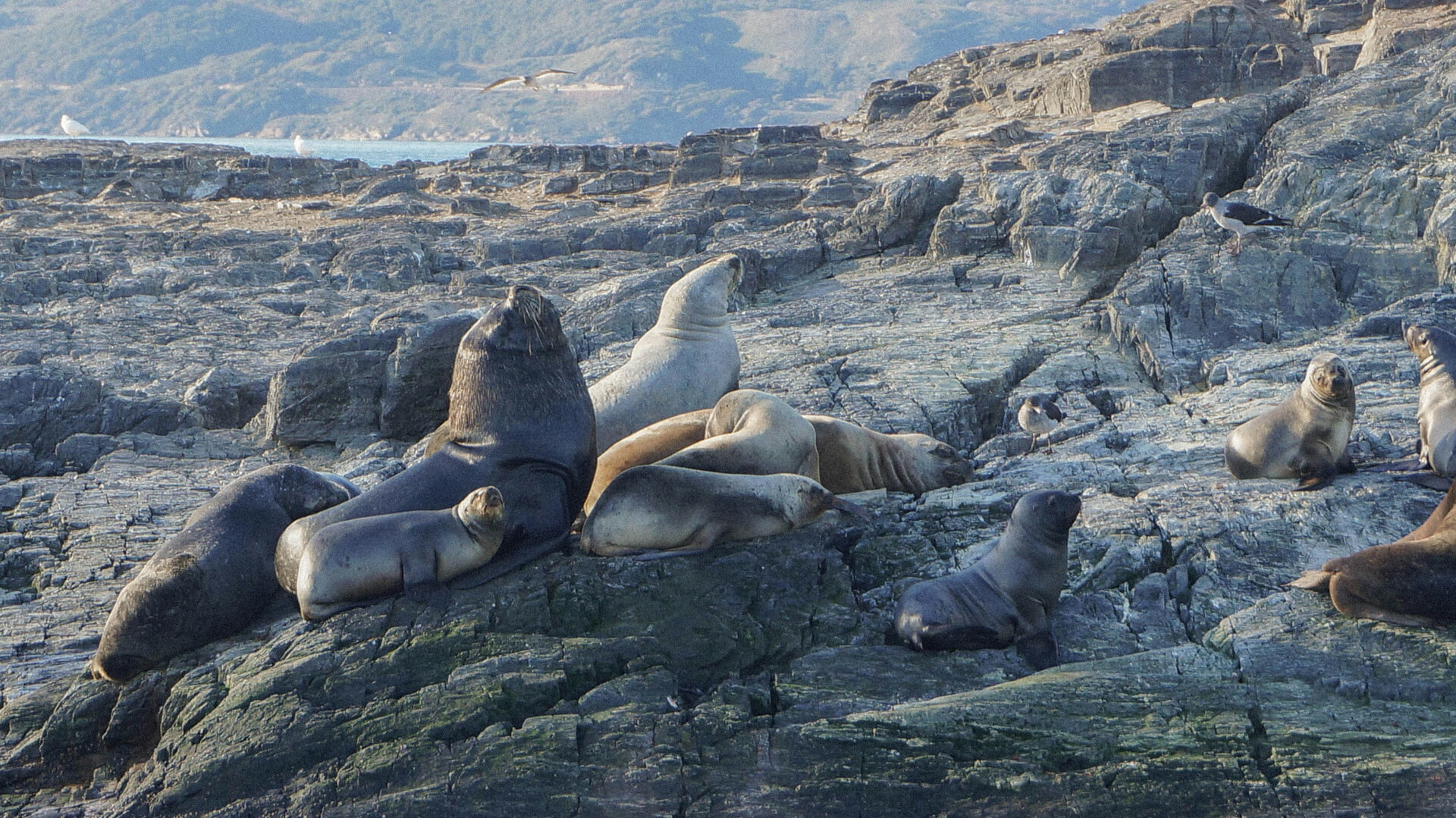 elephant seal family
