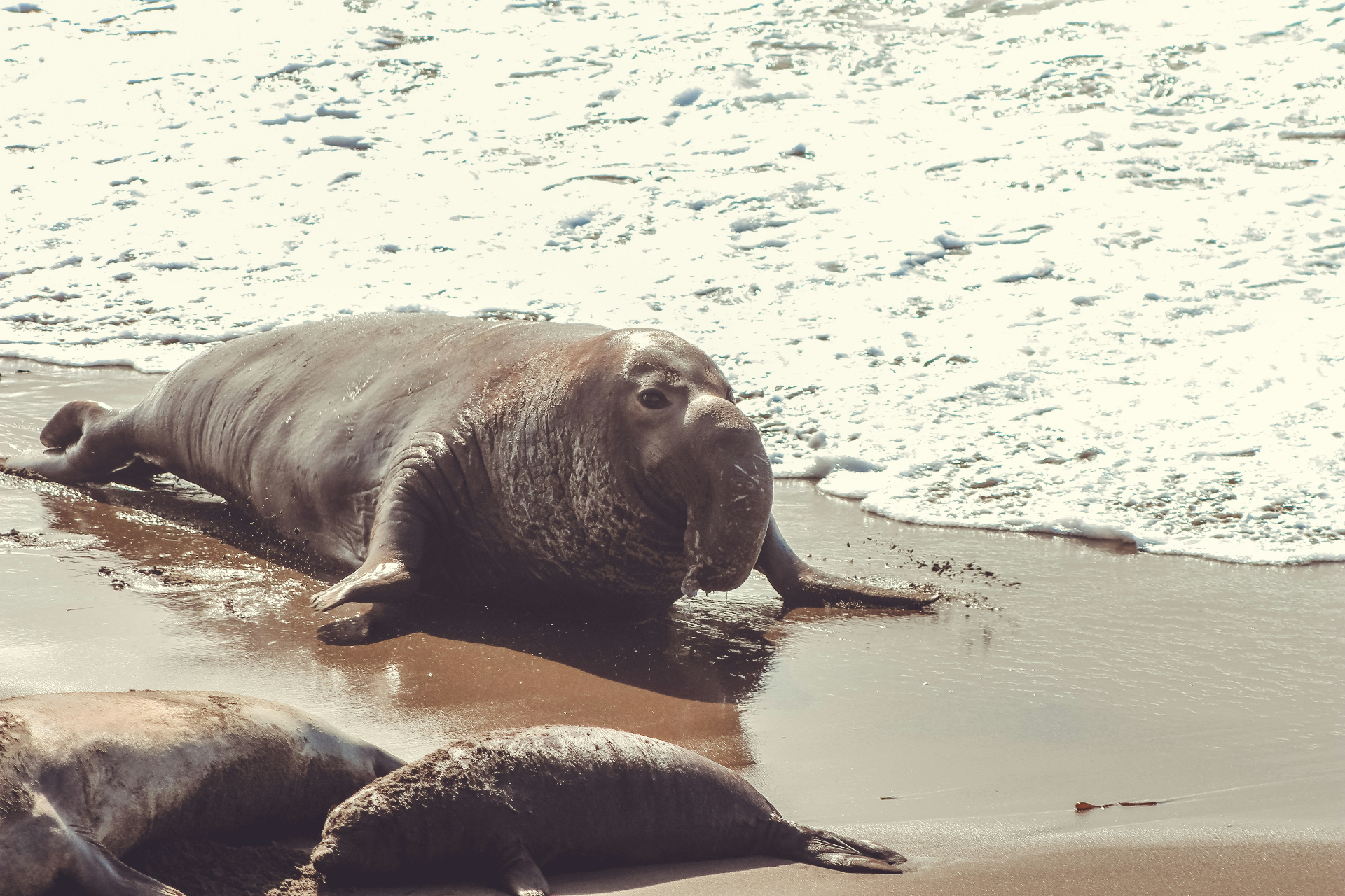 elephant seal on shore