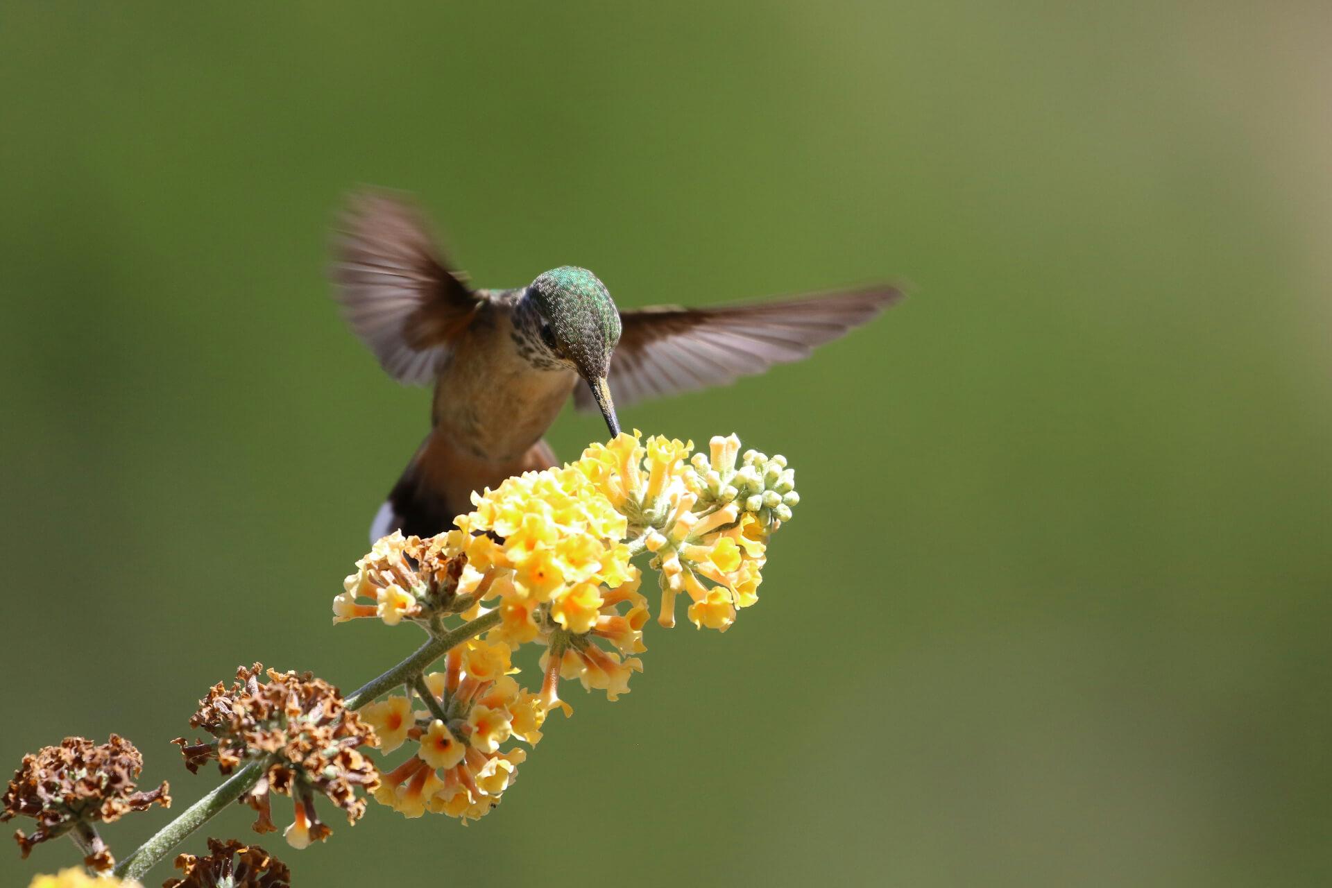 hummingbird on yellow plant