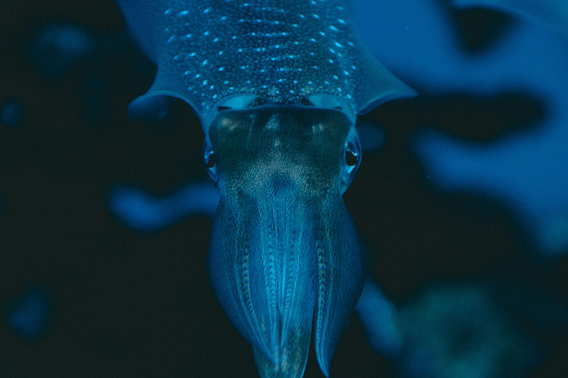 squid floating in the ocean