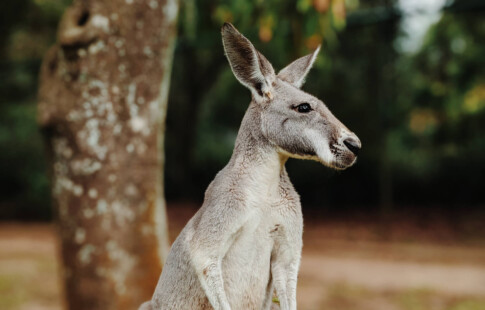 marsupial at australia zoo