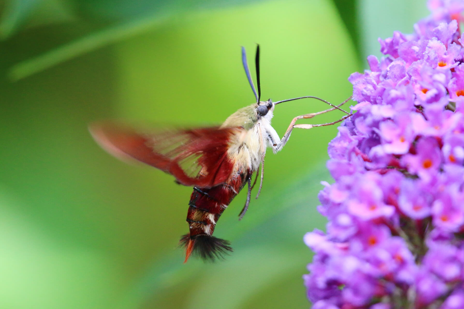 hummingbird moth getting nectar from purple flowers