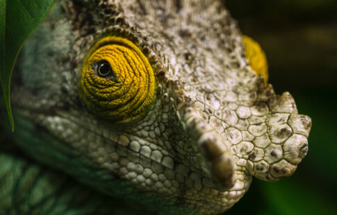 close up of a reptile