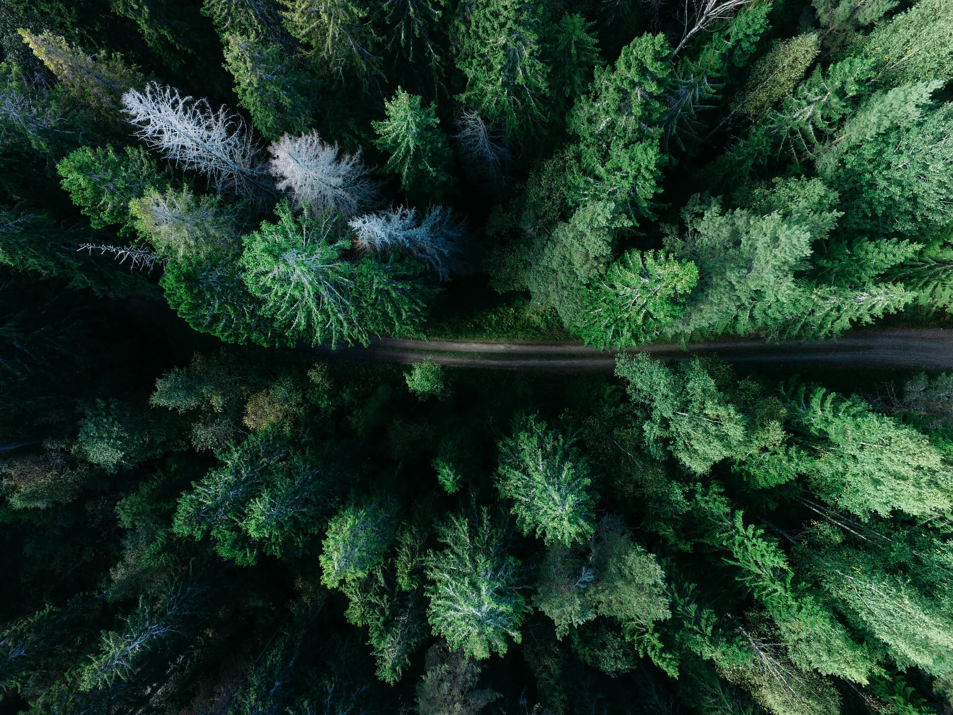 Forest from aerial perspective