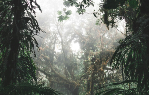 fog among trees