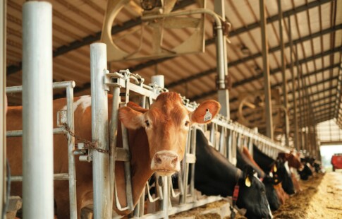 image of a cow in position for milking cows by hand
