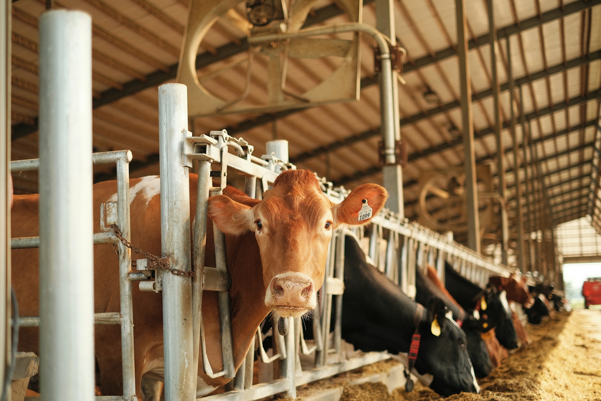 image of a cow in position for milking cows by hand