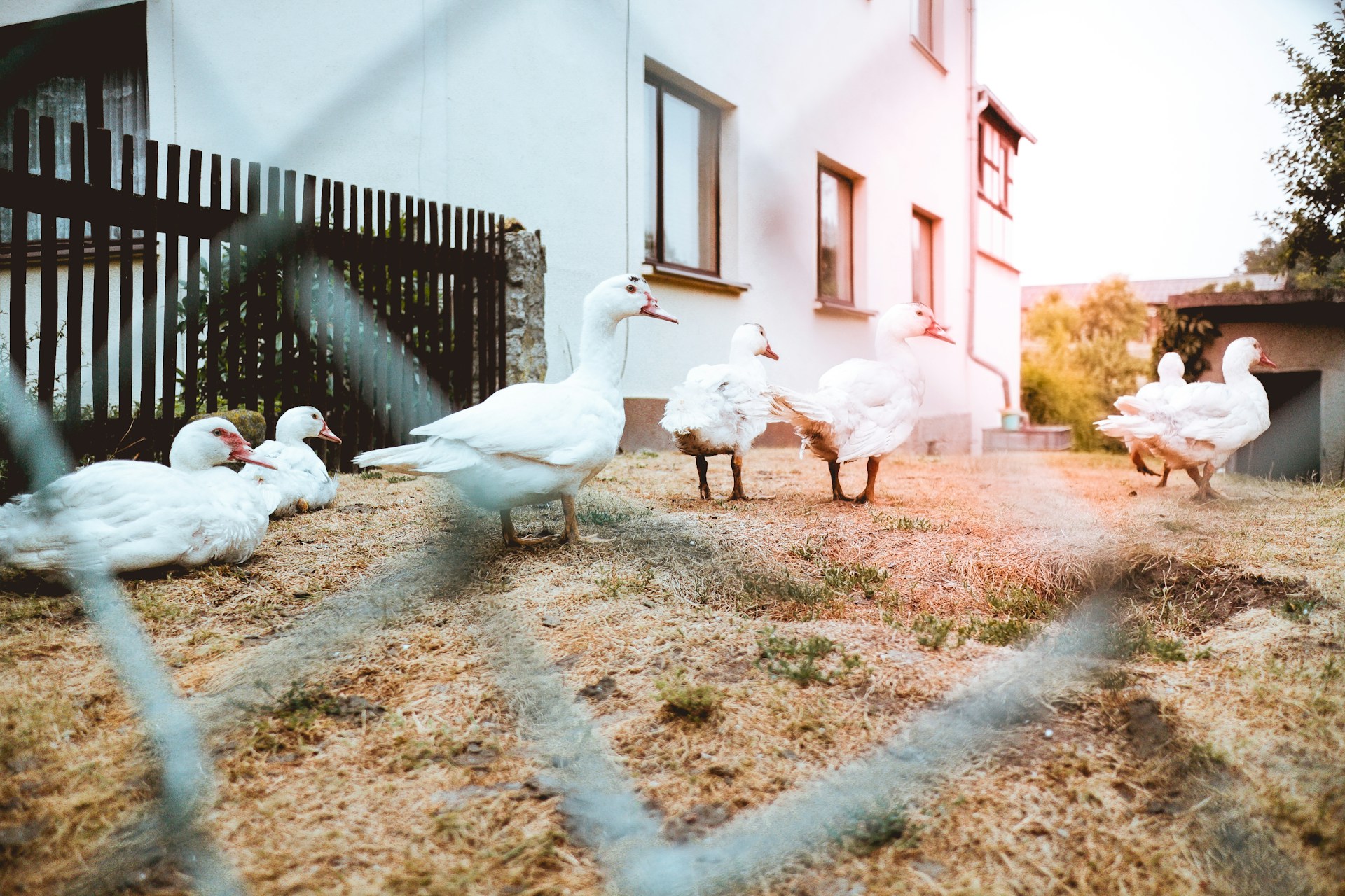 ducks in backyard pen