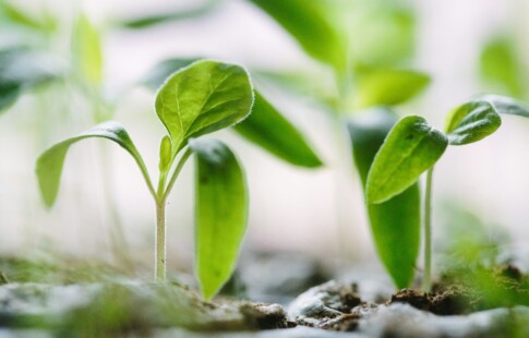 Green Seedlings