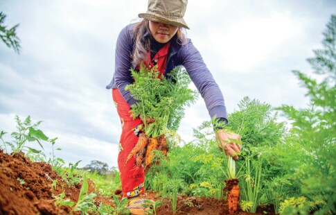 Woman Pulling Carrots Out of the Garden