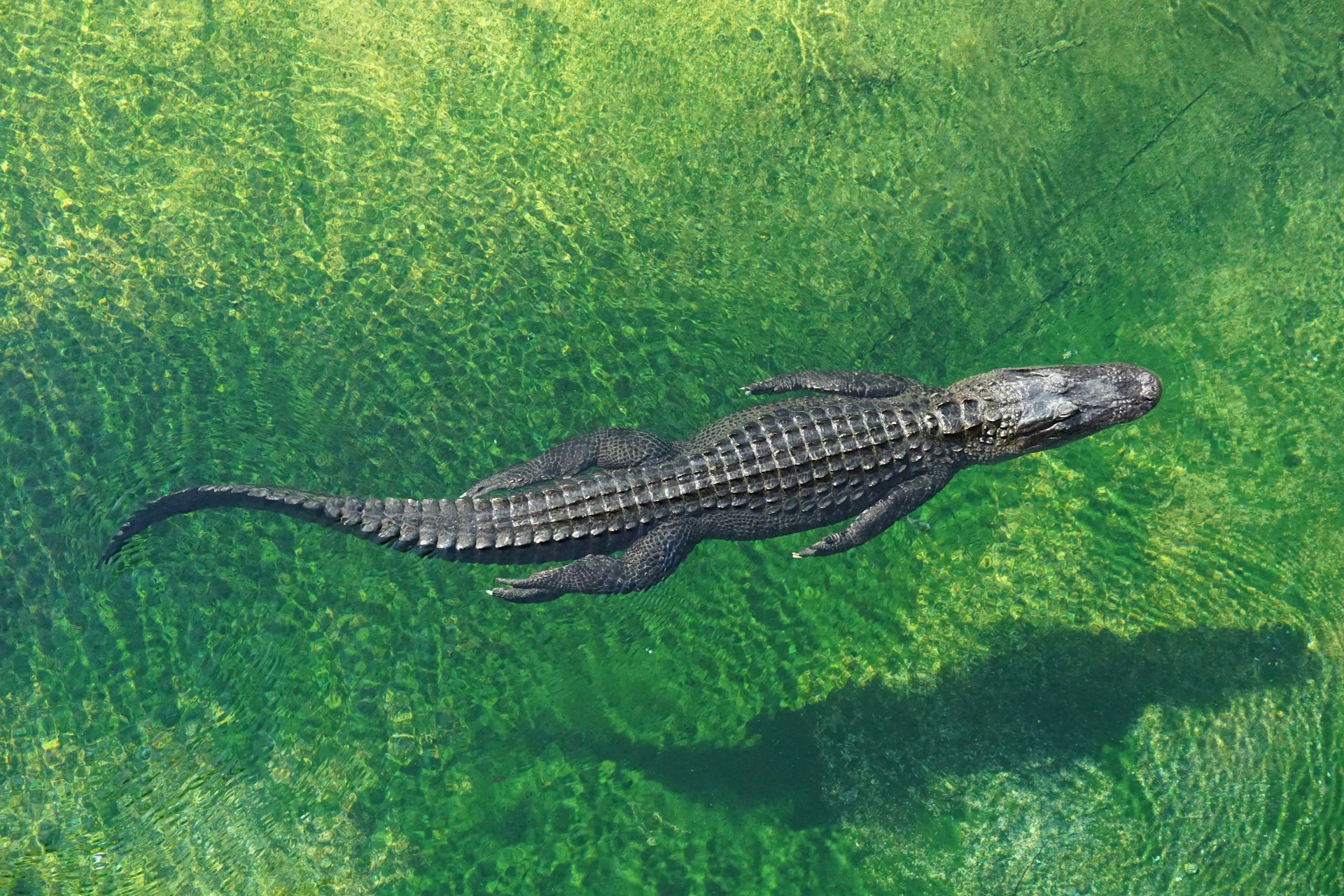 The crocodile life cycle has four stages.