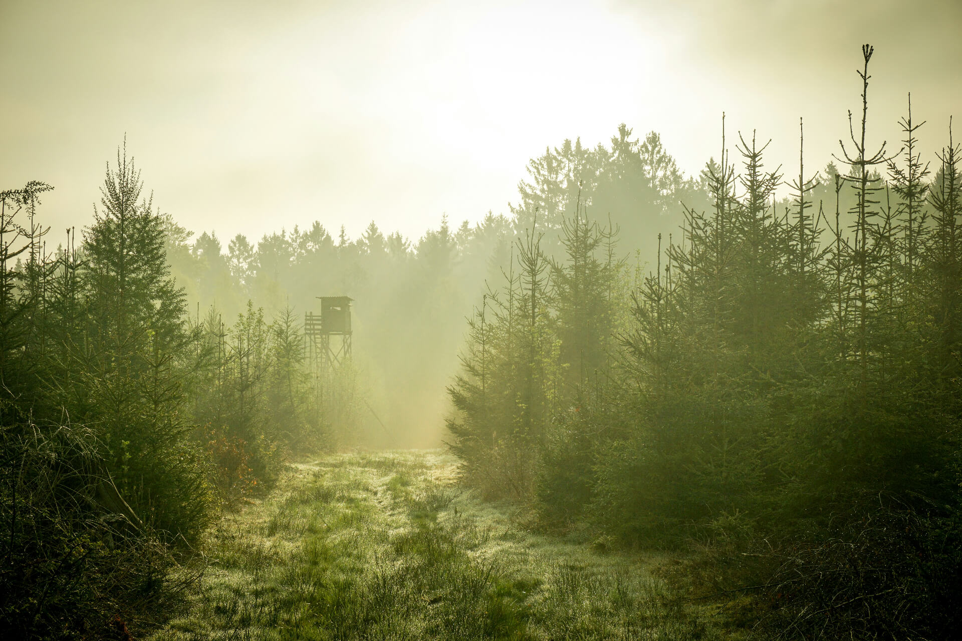 hunting platform in the woods