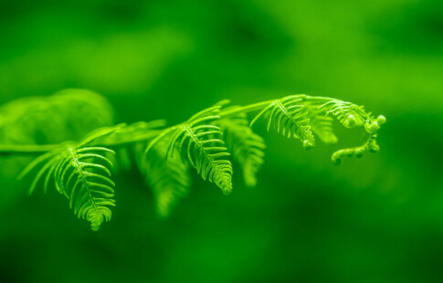 close up of plant leaves