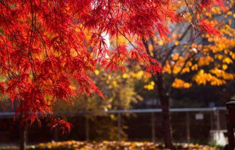 maple trees