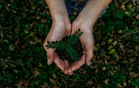 A person holding a young plant depicting sustainability.