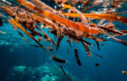 Seaweed drifting under water.