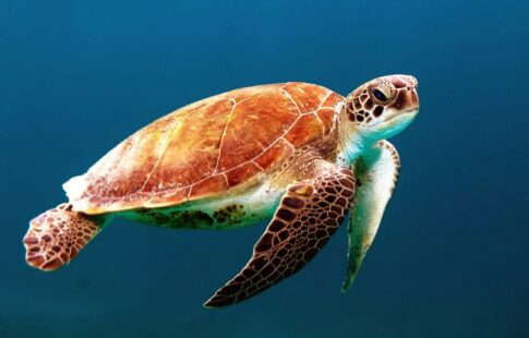 A sea turtle swimming in the ocean.