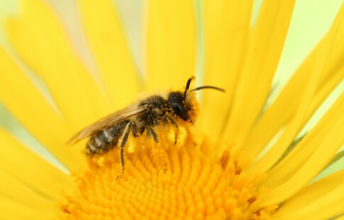 Bee on a Yellow Flower