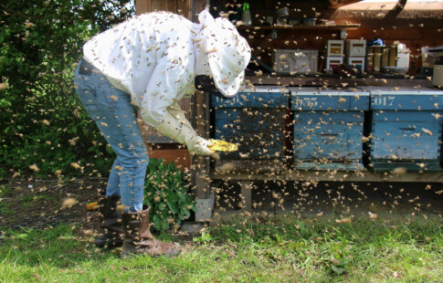 beekeeper surrounded by bees