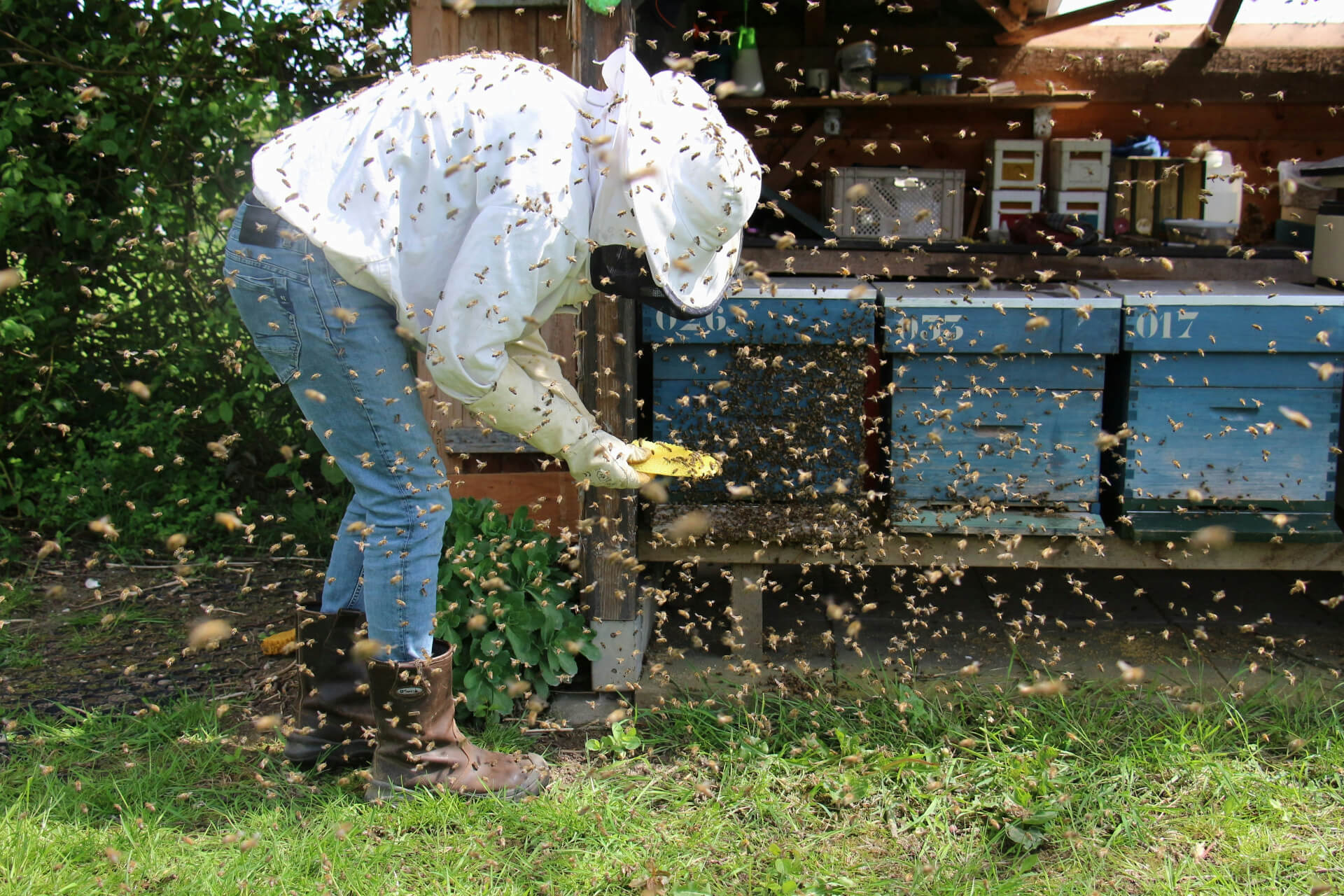 beekeeper surrounded by bees