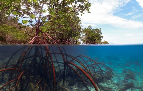 Mangrove Roots in Water