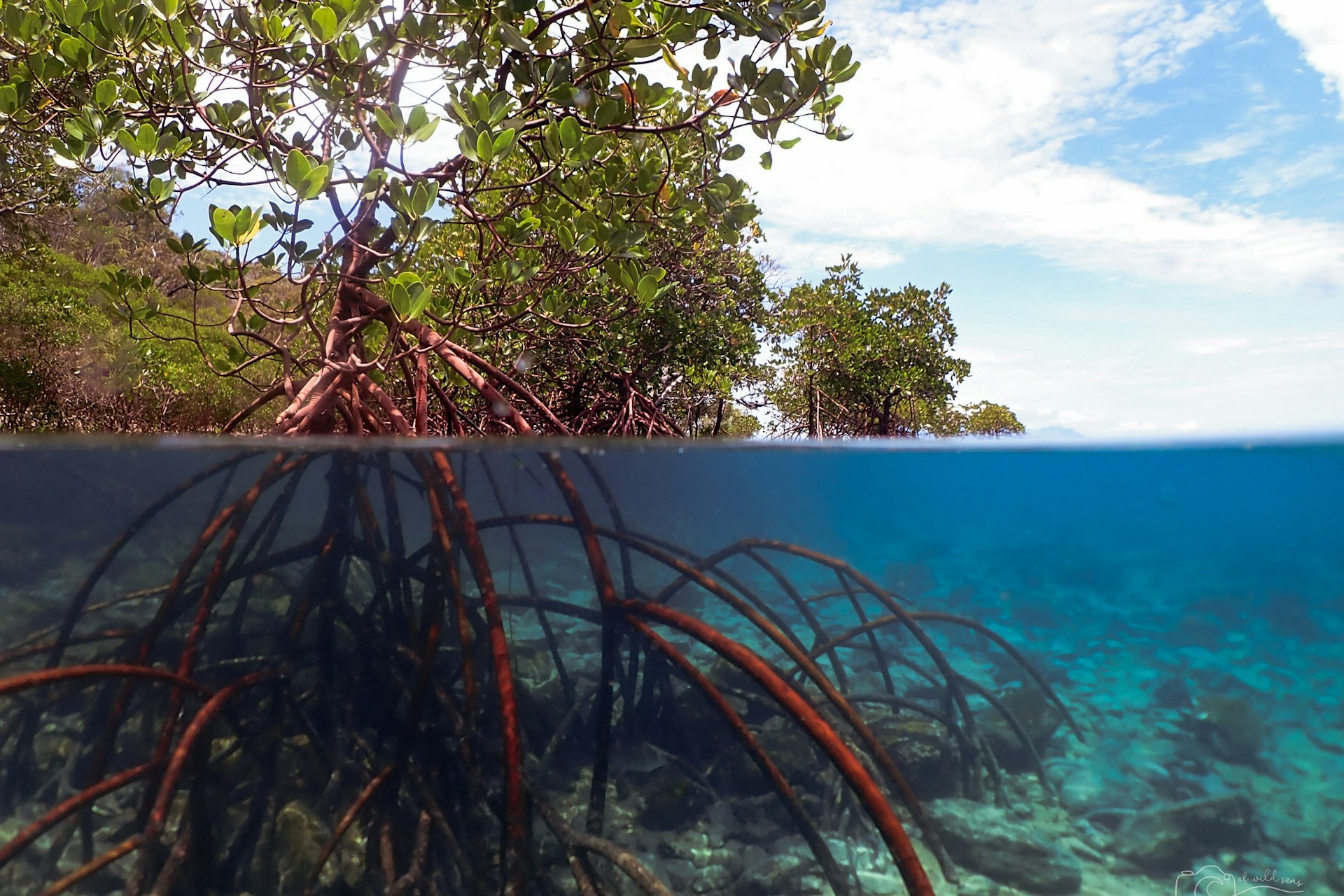 Mangrove Roots in Water