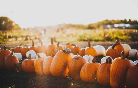 white and orange pumpkins outside