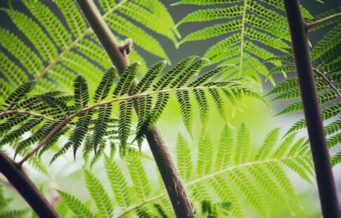 Green Fern Leaves