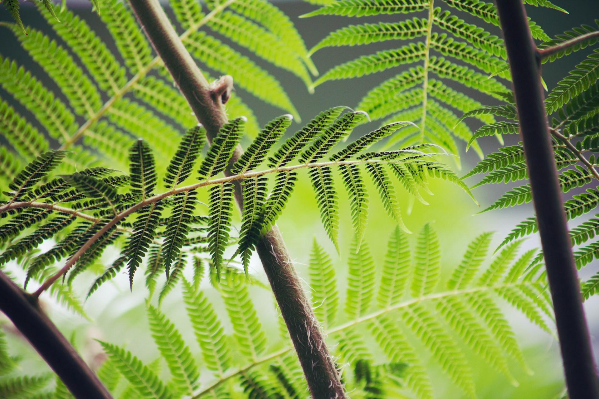 Green Fern Leaves