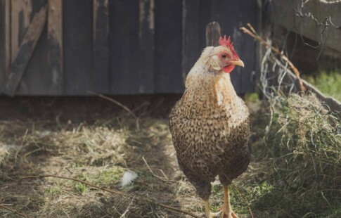 pet chicken