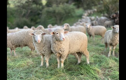 sheep breeding