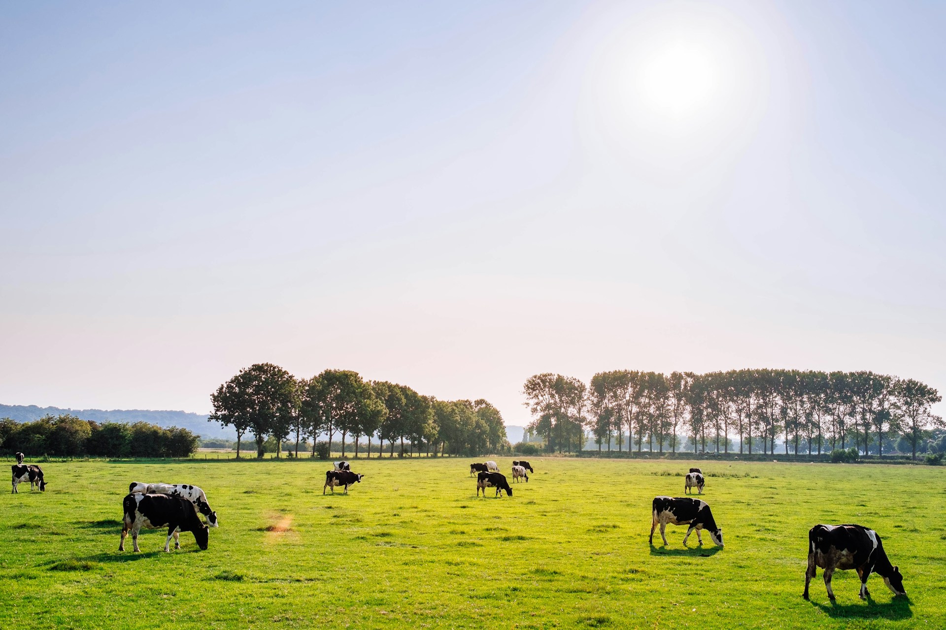 What Is Bovine Collagen, and Should You Try It?