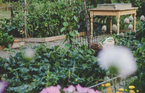 Vegetable Garden in Raised Beds