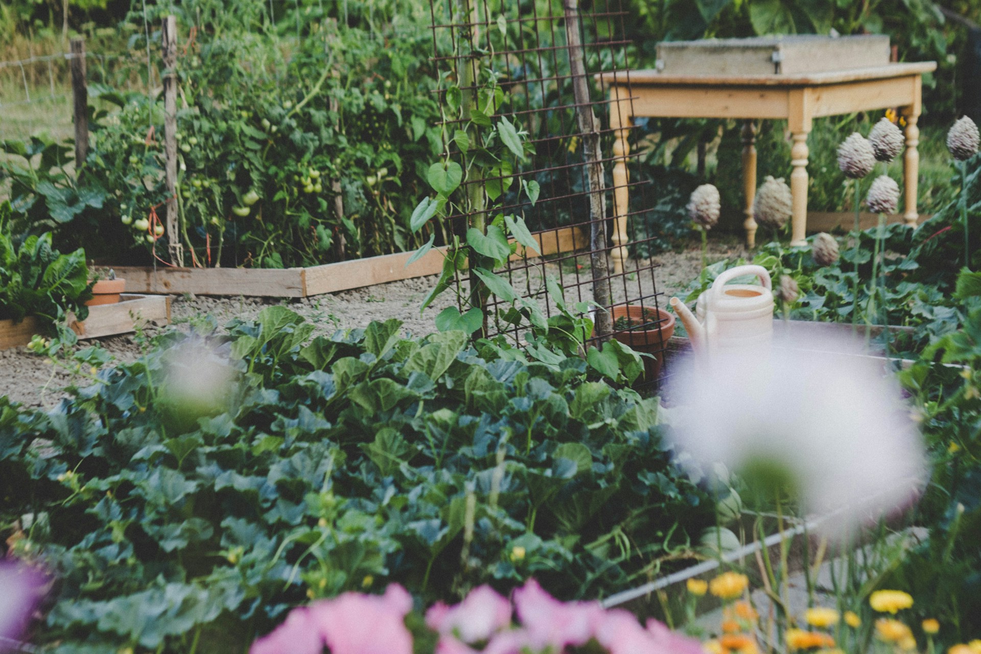 Vegetable Garden in Raised Beds