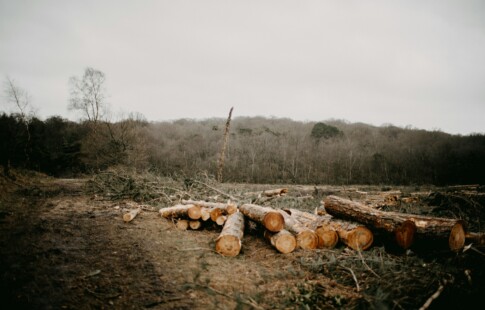 Timber Laying On the Ground After Logging