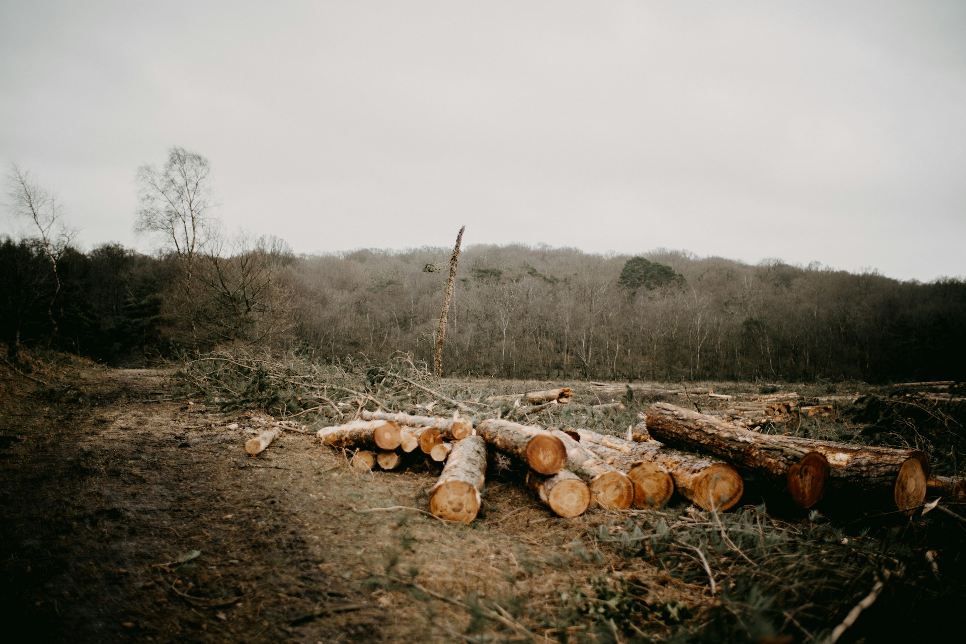 Timber Laying On the Ground After Logging